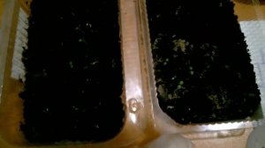 Всходы 2021/Посев бегонии на салфетку/Seedlings 2021 / Sowing begonia on a napkin /