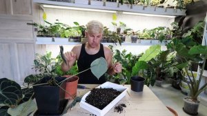 АНТУРИУМ КЛАРИНЕРВИУМ СОДЕРЖАНИЕ УХОД РАЗМНОЖЕНИЕ ШИКАНТНЕ КОМНАТНОЕ РАСТЕНИЕ