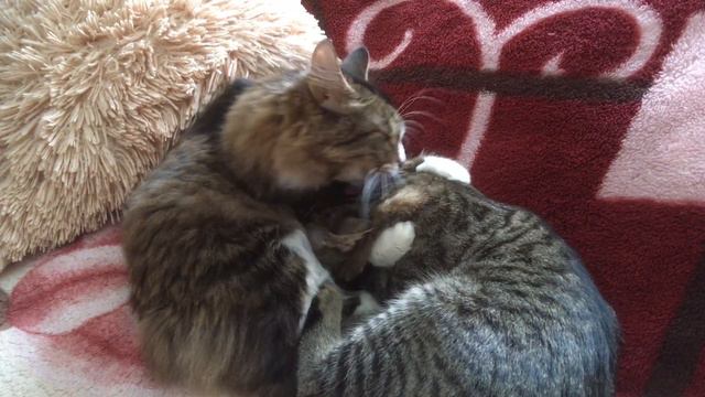 Кошачьи нежности