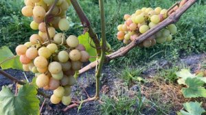 Виноград Воплощение в Беларуси (08.09.22)