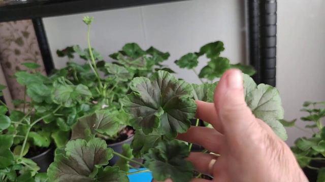 Обзор сеянцев пеларгоний через четыре месяца после посева смотреть онлайн