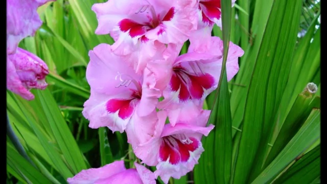 Виктор Королёв Лапочка смотреть онлайн