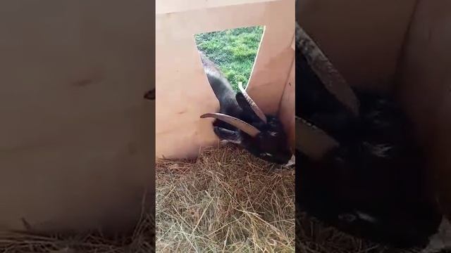Кормушка для козы, которая экономит сено