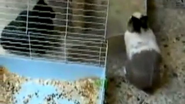 Кролик отшпилил кошку смотреть онлайн