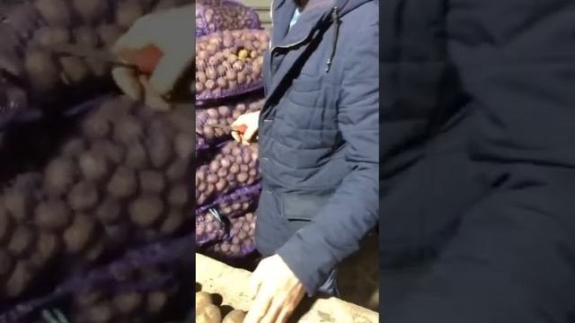 Семенной картофель Гала