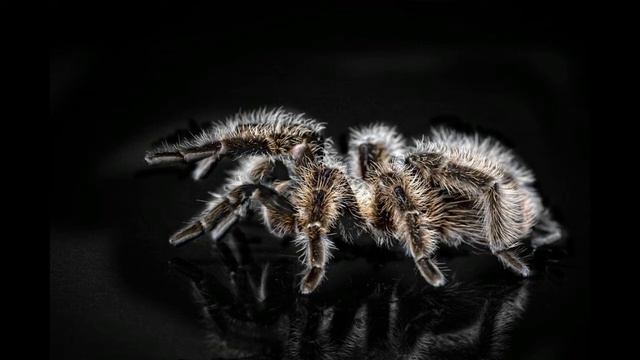 Interesting Facts about Tarantula смотреть онлайн