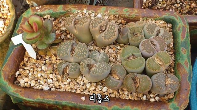 보고 또 봐도 매력이 넘치는 행복바라기의 황홀한 키핑장 묵둥이들 ~!Succulents смотреть онлайн