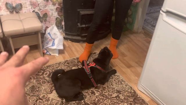 Дрессировка Шарпеев! Златка учится сидеть и лежать)) смотреть онлайн