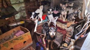Эвакуация  собак из ада| Кулунда| 1 серия|Первые сутки спасения двадцати голодающих собак|Dog Rescue