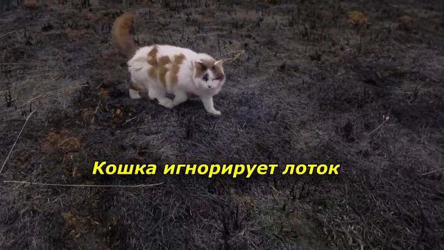 Ваш кот затаил на вас обиду (4 признака) смотреть онлайн