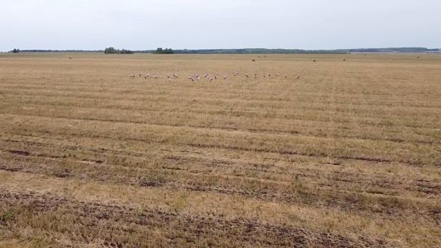 Журавли возле д. Тегерменево, Башкортостан, 31.08.2021