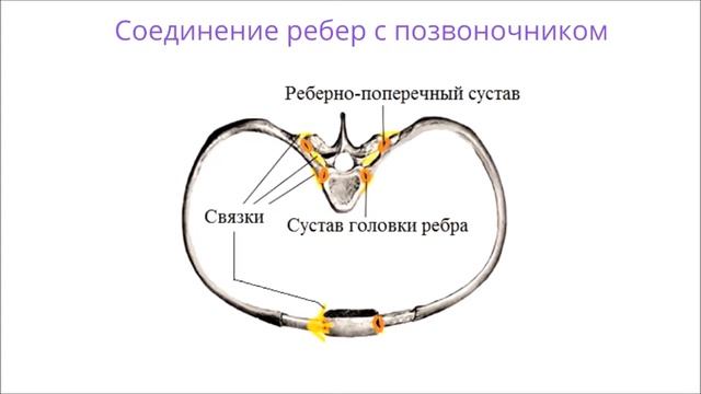 Дистанционная подготовка к ВСОШ по биологии (9 класс), педагог ЦТРиГО Штабе Е.С.