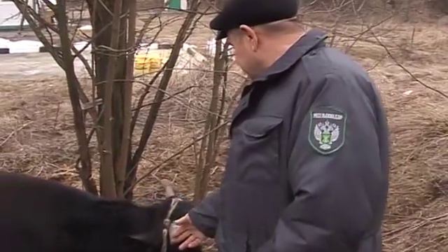 Задержание контрабандного скота смотреть онлайн