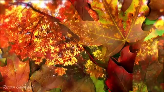 Гармония музыки и природы - Осень. (Чайковский. Времена года.)