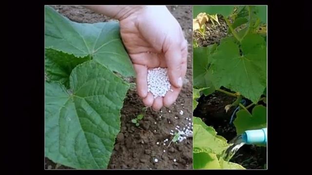 Подкормка огурцов после высадки в грунт Первая самая важная