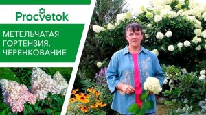 Опад яблок? Всё под ГОРТЕНЗИЮ! ПРАВИЛЬНЫЕ ЧЕРЕНКИ ГОРТЕНЗИИ.