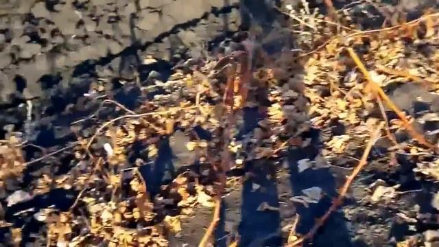 Обработка винограда препаратами. Секреты урожая 2014 смотреть онлайн