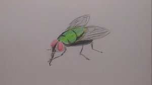 Как нарисовать муху \\ рисунок // муха