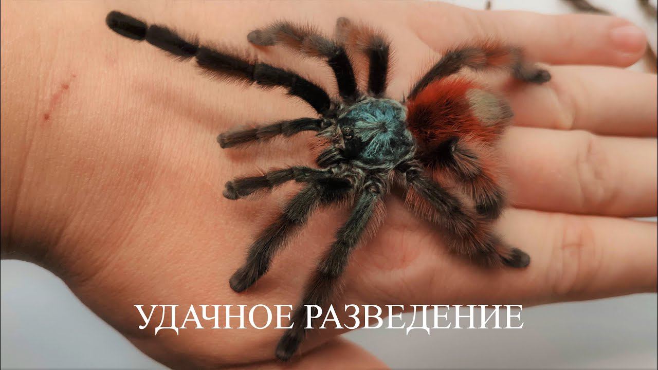 Caribena versicolor (Avicularia versicolor). Самый красивый паук-птицеед. Разведение смотреть онлайн
