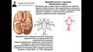 Клиническая и ультразвуковая анатомия брахиоцефальных артерий. 2 ЧАСТЬ