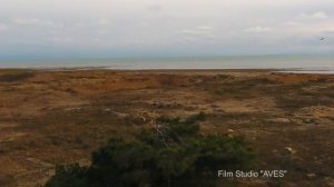 Как кричит канюк-курганник (Buteo rufinus)? | Film Studio Aves