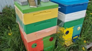 медосбор 2024