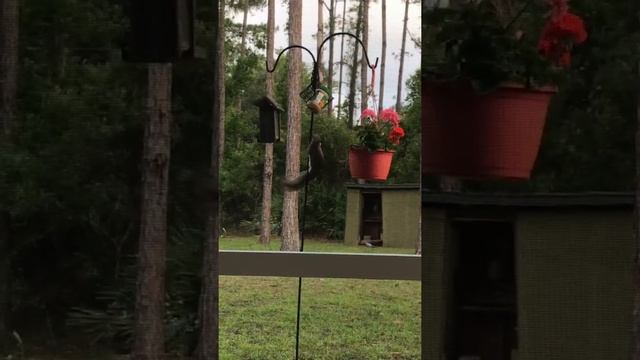 Пушистик белка любит арахисовое масло Fluffy baby squirrel loves peanut butter and flowers.