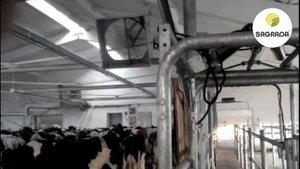 Охлаждение коров орошением и вентиляторами | SAGRADA