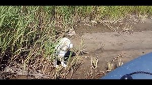 Купили лодку Муссон 2900 ск