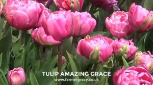 Tulip 'Amazing Grace' - FarmerGracy.co.uk