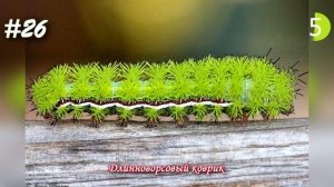 Самые необычные гусеницы со всего мира