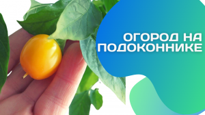 Огород на подоконнике 2023