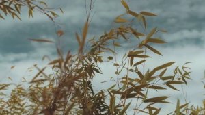 Рассказ, трогающий за душу "Давай дружить" Елена Кучеренко.Читает Андрей Лукашенко