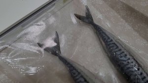 Маринуем скумбрию для холодного копчения при помощи вакуумного упаковщика