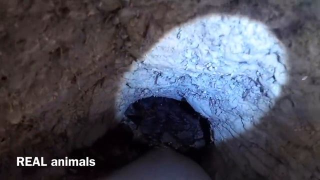 Барсук. Городище или НОРА барсуков. Часть 1 / REAL animals
