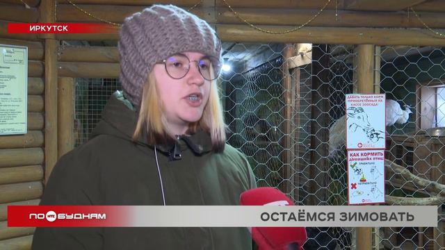 Ненужную одежду собирают в Иркутском зоосаде для обустройства лежанок питомцам смотреть онлайн