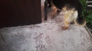 31) Собака породы Овчарка по кличке Верба и Кот по кличке Снежок в городе Пенза 28 июня 2022 году.