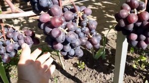 Подарок Несветая. 17 августа 2020.