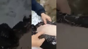 как быстро очистить от пера утку или гуся