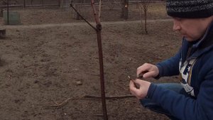 КАК привить ЧЕРЕШНЮ под кору своим руками