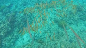 Рыбы-Дудки. Побережье о.Маврикий