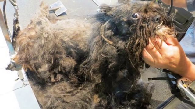 Спасли собаку. живой комок шерсти, оказался милой собачкой. смотреть онлайн