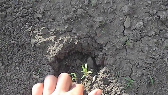 Отчёт: Посев безрассадных томатов в открытый грунт смотреть онлайн