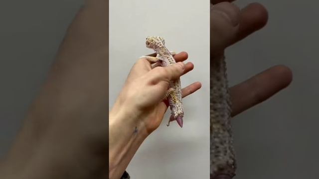 Как отрастает хвост у ящериц? Показываю! смотреть онлайн