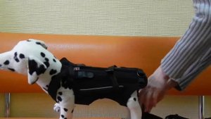 Корсет для позвоночника Frakishtak для животных | Pets Back Brace