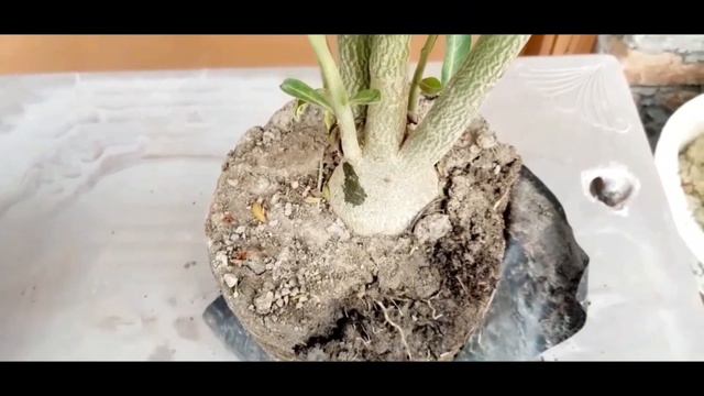 How to Make Best Potting Mix for Adenium || How to Repot Adenium