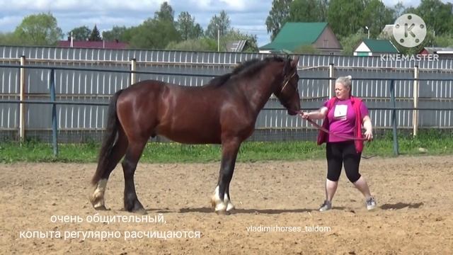 Молодой чистопородный Владимирский жеребец на продажу