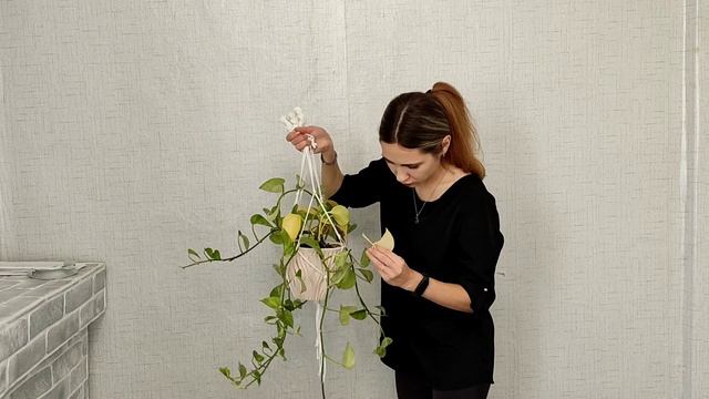 пересадка растений. размножение эпипремнума plants растения пересадка эпипремеум epipremnum