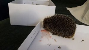Нашли ежа, что делать? Ёжик внезапно вышел из спячки.