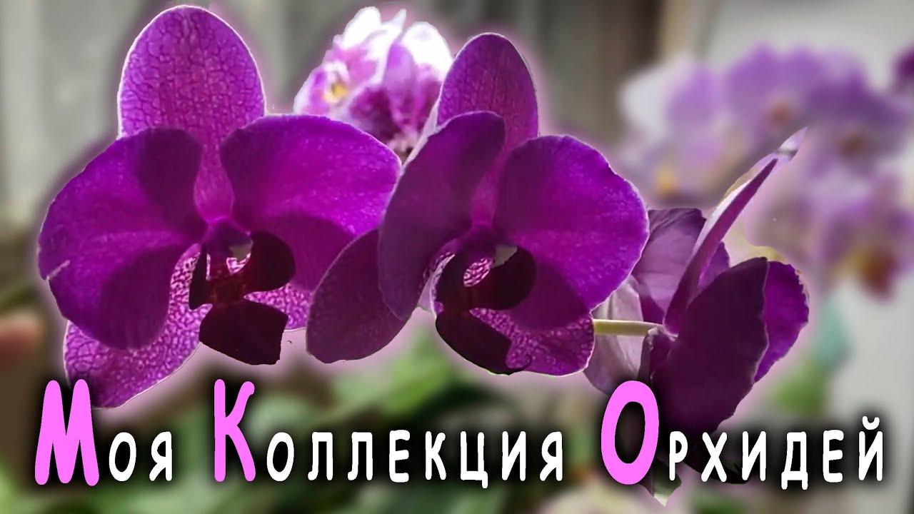 Моя коллекция орхидей. Обзор фаленопсисов
#орхидеи #фаленопсис #орхидеиуход